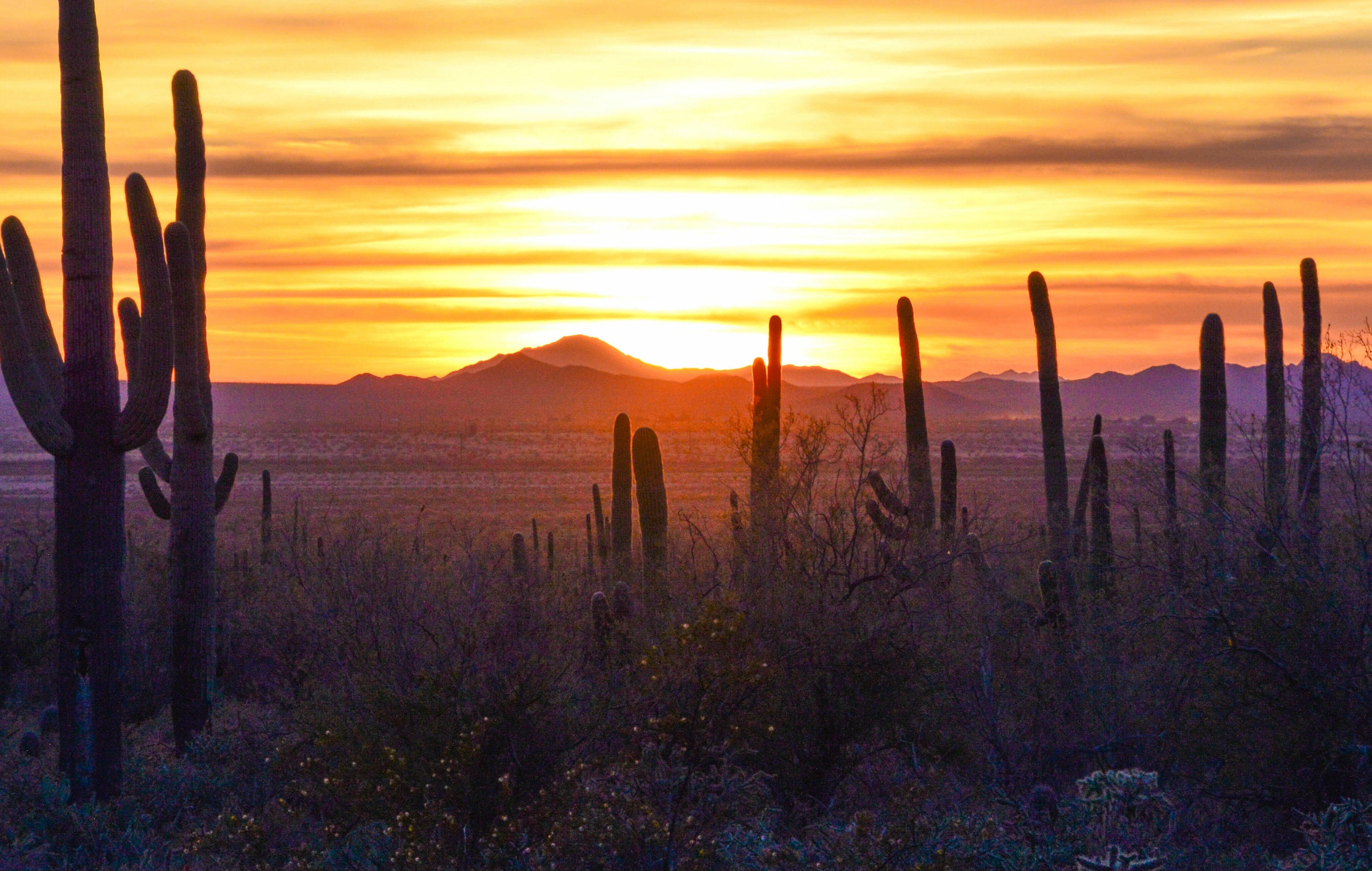 Coming Soon – Nature Backs