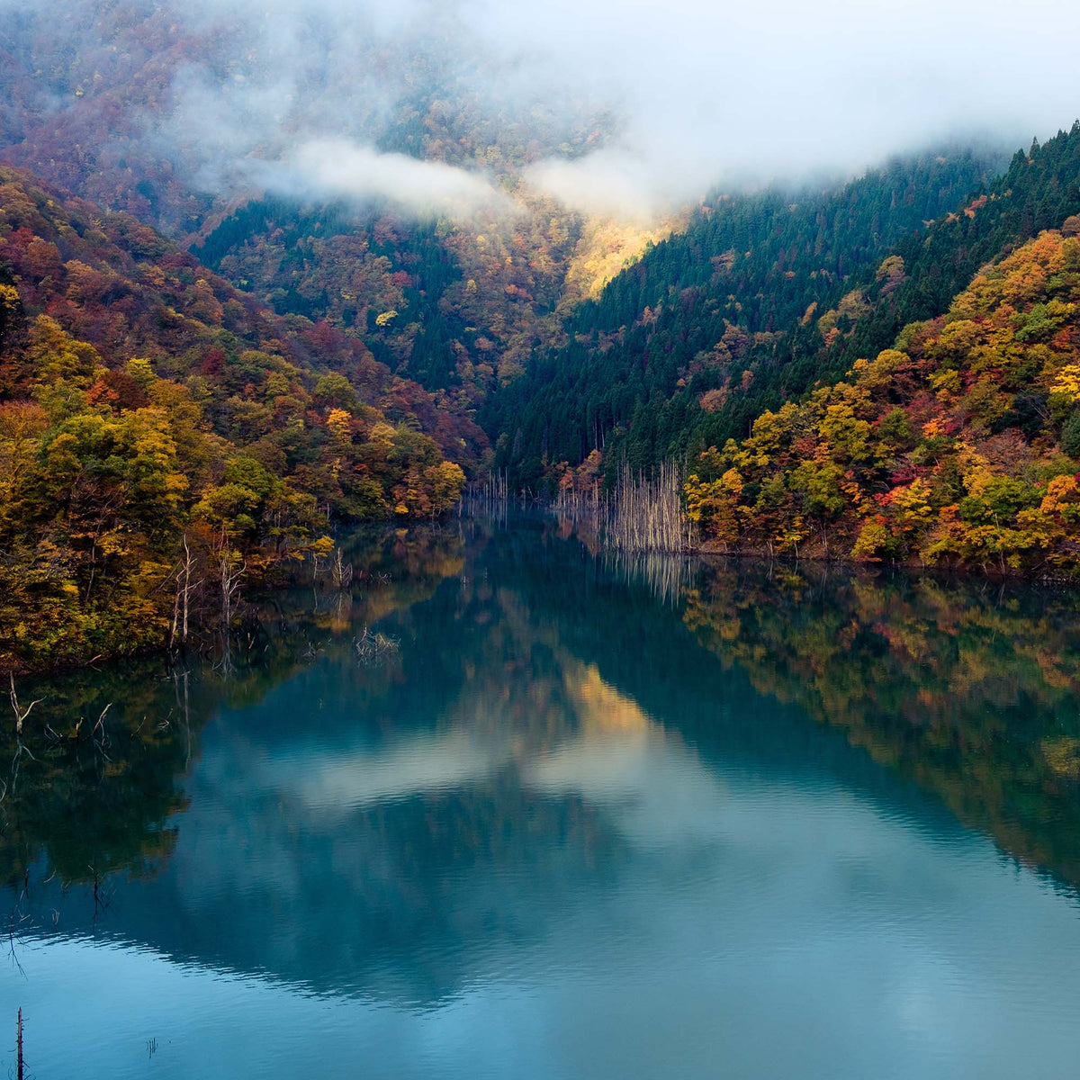 Promotions and Rewards Nature Backs